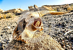 Closeup shot of the bones of a dead animal in a deserted area