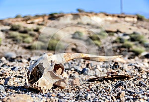 Closeup shot of the bones of a dead animal in a deserted area