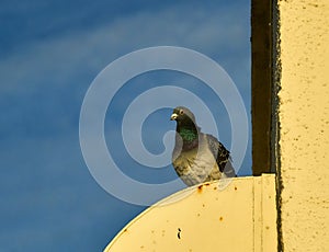 Closeup shot of a bonin wood pigeon standing on the edge of the building
