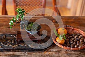 Closeup shot of a bonsai tree and a basket of chestnuts near