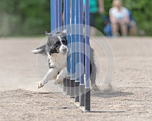 Closeup shot a Border Collie doing slalom on dog agility course