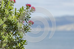 Closeup shot of bottlebrush plants with blurred background in New Chums Beach, New Zealand