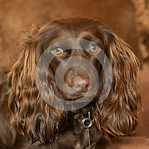 Closeup shot of a Boykin Spaniel dog with a blurry background