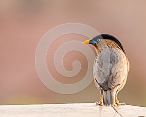 Closeup shot of a Brahminy Starling bird perched on a stone wall