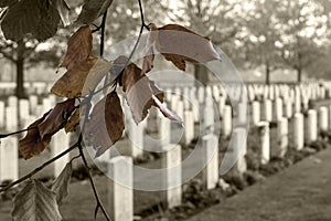 Closeup shot of a branch with autumn leaves in the Canadian War Cemetery in Groesbeek