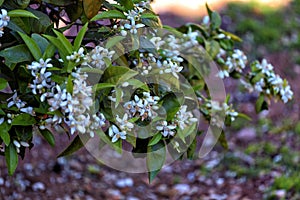 Closeup shot of a branch of beautiful white Neroli flowers growing in the garden