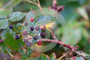 Closeup shot of branch with unripe growing blackberries