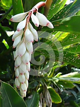 Closeup shot of bright and beautiful cardamon flowers