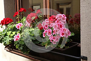 Closeup shot of bright geranium on the windowsill