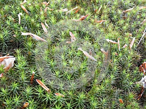 Closeup shot of bright green haircap moss plants