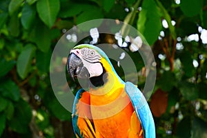 Closeup shot of a bright orange blue macaw bird