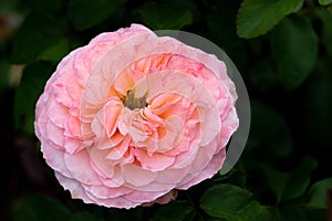 Closeup shot of a bright pink wild rose flower