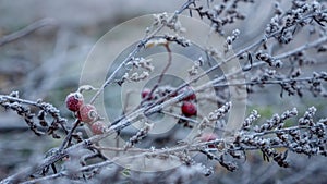 Closeup shot of brina apples on the tree in winter photo