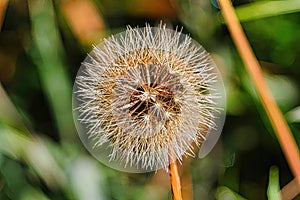 Closeup shot of a bristly hawkbit plant on blurry background