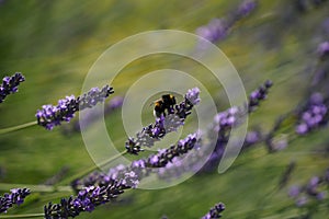 Closeup shot of broadleaved lavenders (Lavandula latifolia) in the field photo