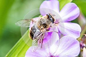 Closeup shot of a Broken-belted bumblebee perched on violet flowers