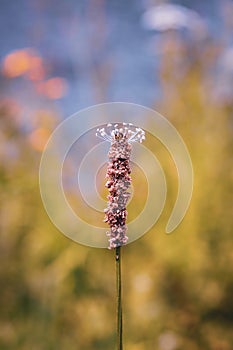 Closeup shot of a broomrape plant -a small parasitic herb on a blurred background