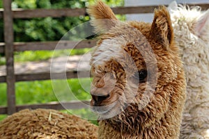 Closeup shot of a brown alpaca in a green field