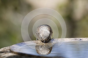 Closeup shot of a brown bird drinking water