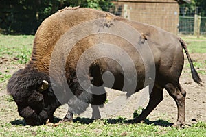 Closeup shot of a brown bison eating grasses