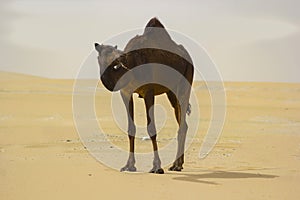 Closeup shot of a brown camel on sand desert