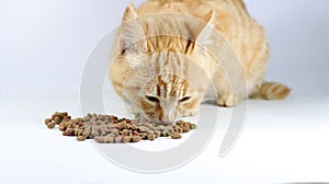 Closeup shot of the brown cat eating cat food on a white background