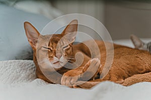 Closeup shot of a brown cat laying on a bed