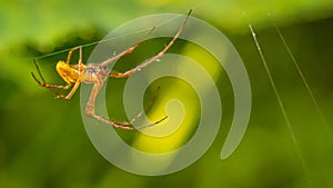 Closeup shot of a brown cellar spider