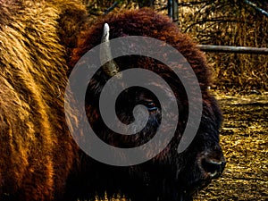 Closeup shot of a brown-furred American bison, on a fenced farm