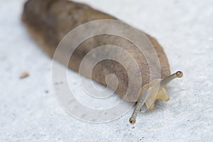 Closeup shot of brown garden slug