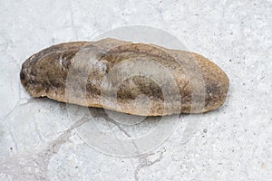 Closeup shot of brown garden slug