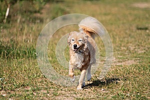 Closeup shot of a brown golden retriever dog running on the grass under the sunlight