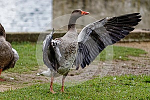 Closeup shot of a brown goose with open wings preparing for flight in a park