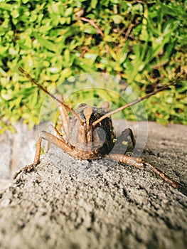 Closeup shot of a brown grasshopper on a wall