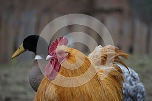 Closeup shot of a brown hen on the farm