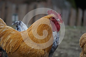 Closeup shot of a brown hen on the farm