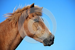 Closeup shot of a brown horse against a blue background
