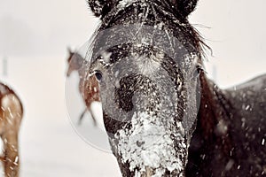 Closeup shot of a brown horse covered by snow during a blizzard