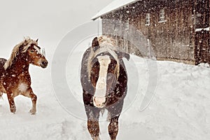 Closeup shot of a brown horse covered by snow during a heavy blizzard