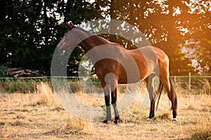 Closeup shot of a brown horse in a field during sunset