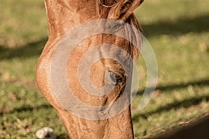 Closeup shot of a brown horse grazing on a pasture