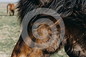 Closeup shot of a brown horse head with a blurred background
