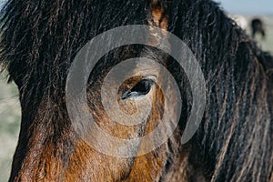 Closeup shot of a brown horse head with a blurred background