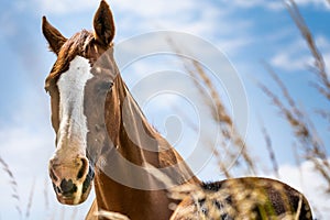 Closeup shot of a brown horse with a white pattern on the head in a field