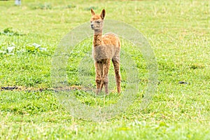 Closeup shot of a brown llama in the field