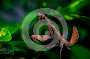 Closeup shot of a brown mantidae on a green plant with a blurred background