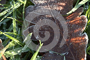 Closeup shot of a brown oak leaf with frost on a grass field