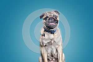 Closeup shot of a brown pug dog looking at a camera and smiling on a blue background