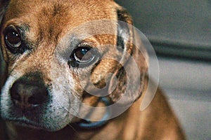Closeup shot of a brown puggle dog with floppy ears