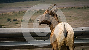 Closeup shot of a brown Sierra Nevada bighorn sheep looking back.